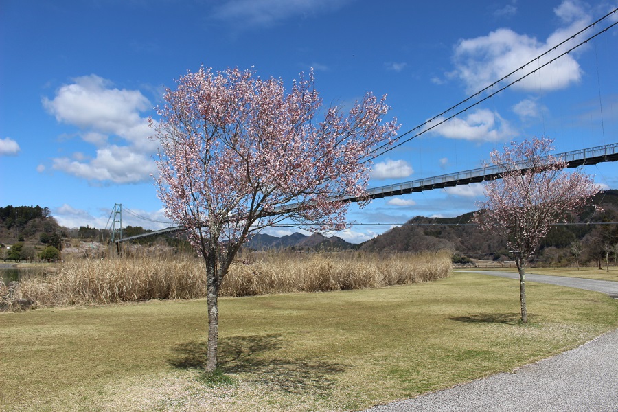 宮ケ瀬湖大つり橋と桜